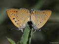 Lycaena asabinus (Anadolu Ateşgüzeli)